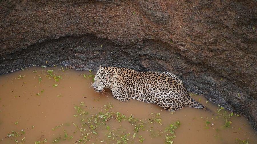 <div class="paragraphs"><p>A three-member rescue team was swiftly dispatched to the location with essential rescue equipment.</p></div>