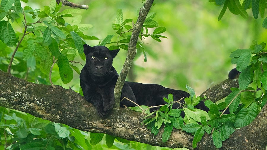 Saaya in Kali by Yashas N