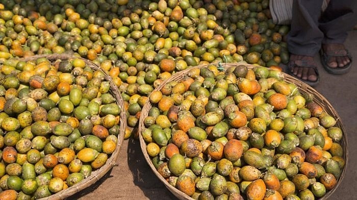 <div class="paragraphs"><p>File image of arecanut. </p></div>