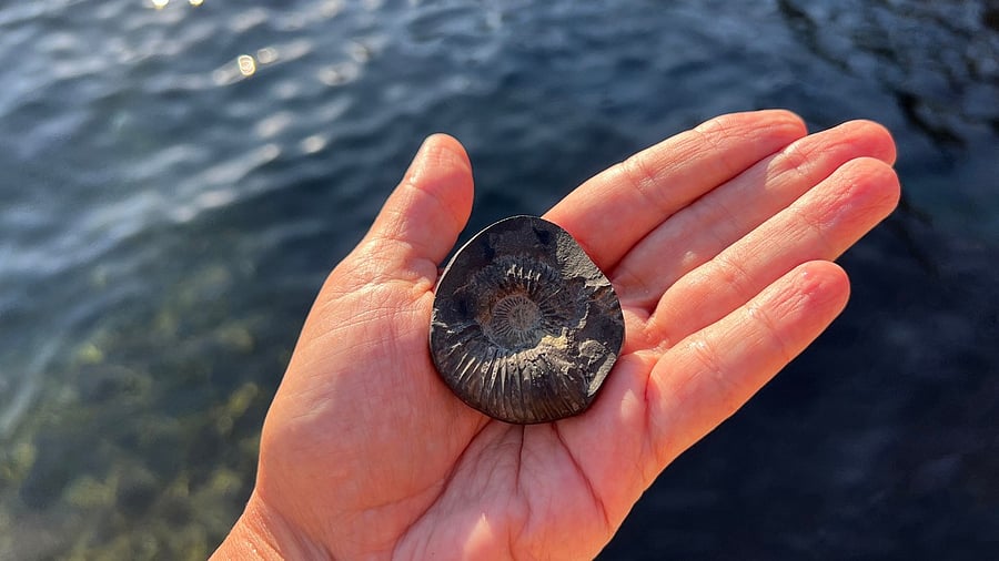 <div class="paragraphs"><p>Image showing a fossil. For representational purposes.</p></div>