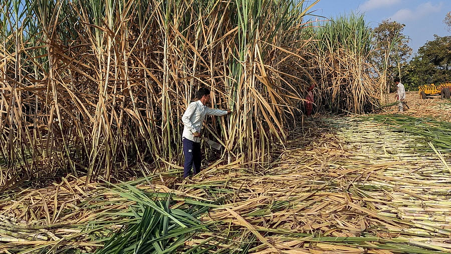 <div class="paragraphs"><p>Workers harvest sugarcane in a field</p></div>