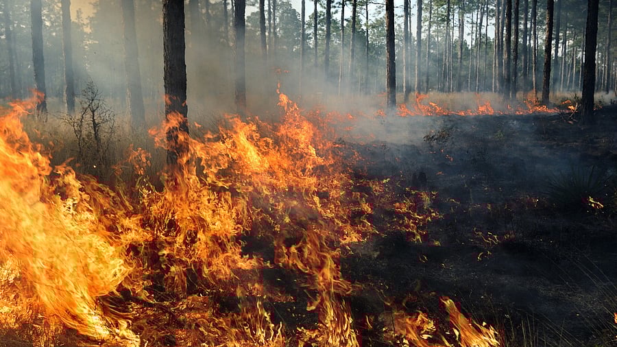 <div class="paragraphs"><p>Image showing a forest fire. For representational purposes.</p></div>