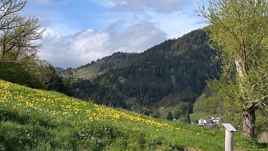 <div class="paragraphs"><p>A section of the verdant Black Forest from atop the Kamelberg Hill. </p></div>