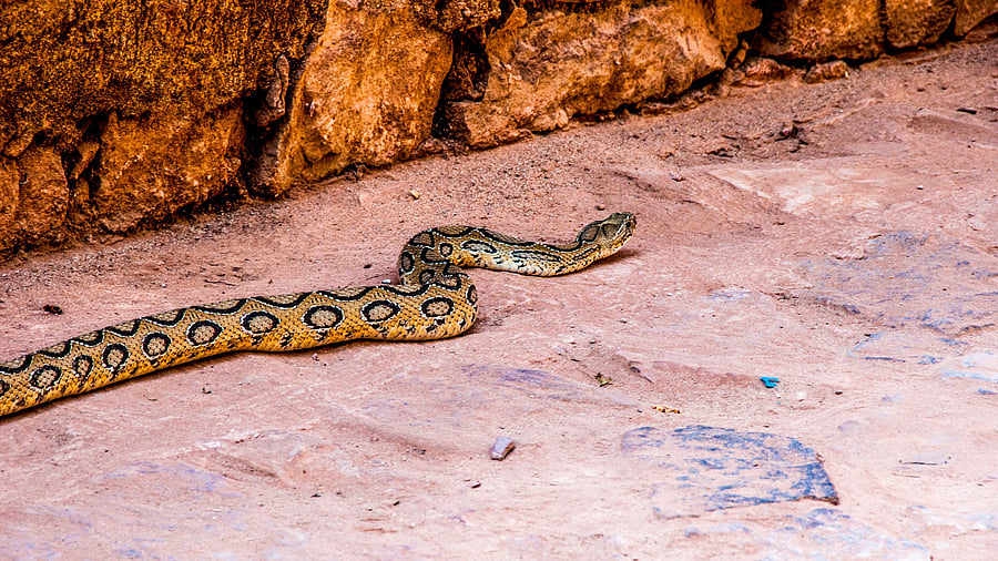 <div class="paragraphs"><p>Russell’s viper</p></div>