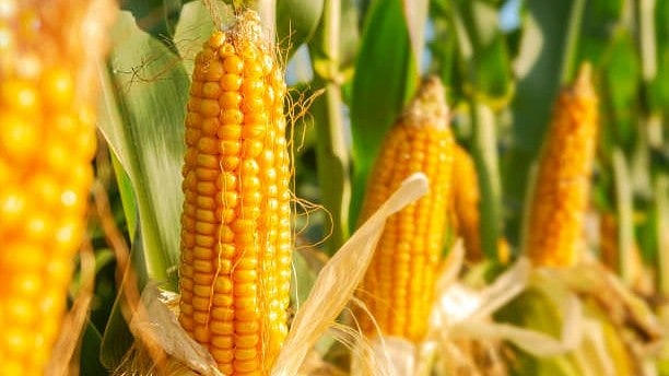 <div class="paragraphs"><p>Representative image of maize.</p></div>