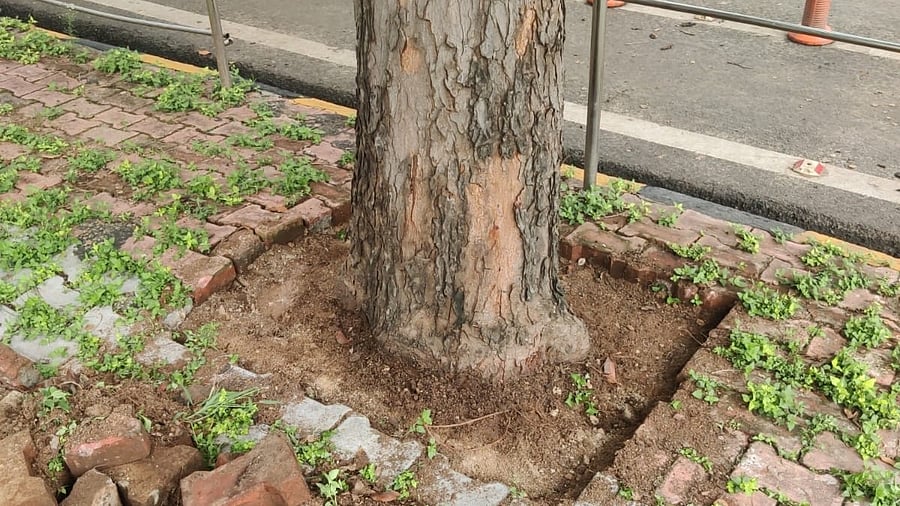 <div class="paragraphs"><p>A roadside tree on a road in Mysuru de-concretised by Mysore City Corporation following Report by DH</p></div>