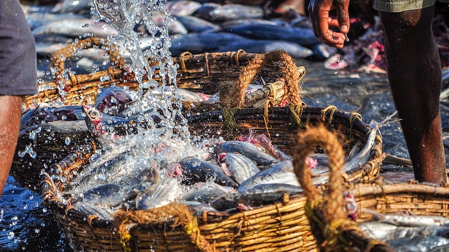 <div class="paragraphs"><p>Image for representation</p></div>