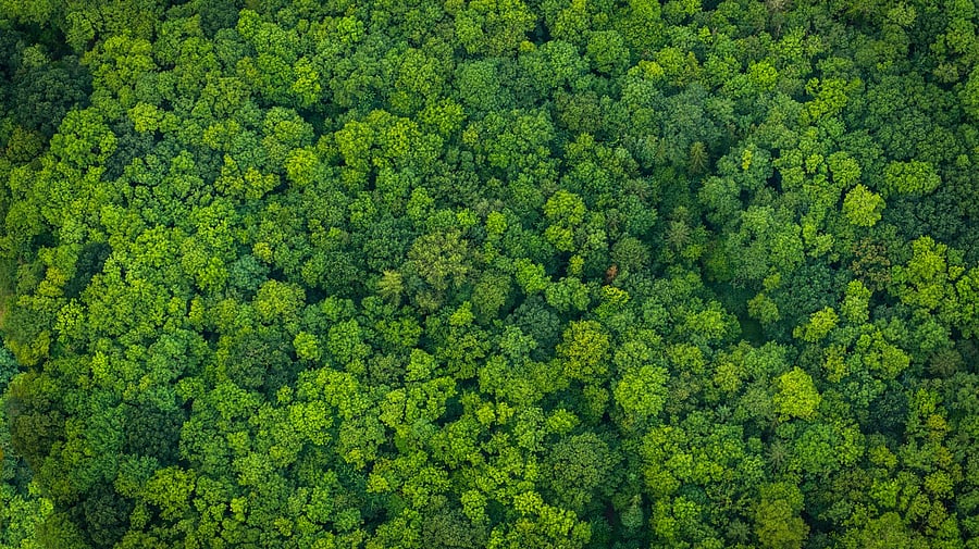 <div class="paragraphs"><p>Image for representation.</p></div>