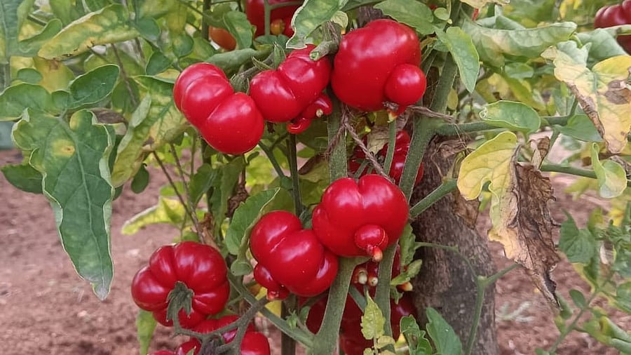 <div class="paragraphs"><p>The African Togo variety of tomato originating from Togo West Africa. It is grown in Anekal.</p></div>