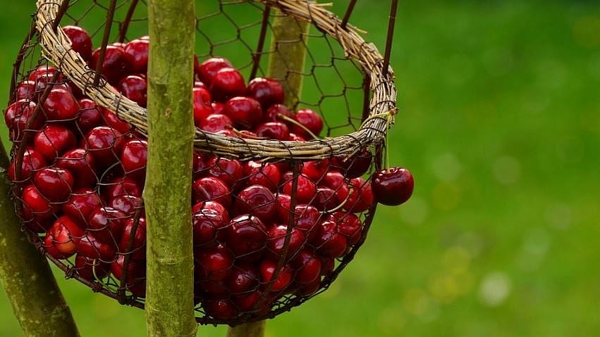 <div class="paragraphs"><p>Representational Image:&nbsp;The successful shipment is being hailed as a milestone in India’s agricultural exports, with Union Commerce and Industry Minister Piyush Goyal taking to social media to highlight the achievement.</p></div>