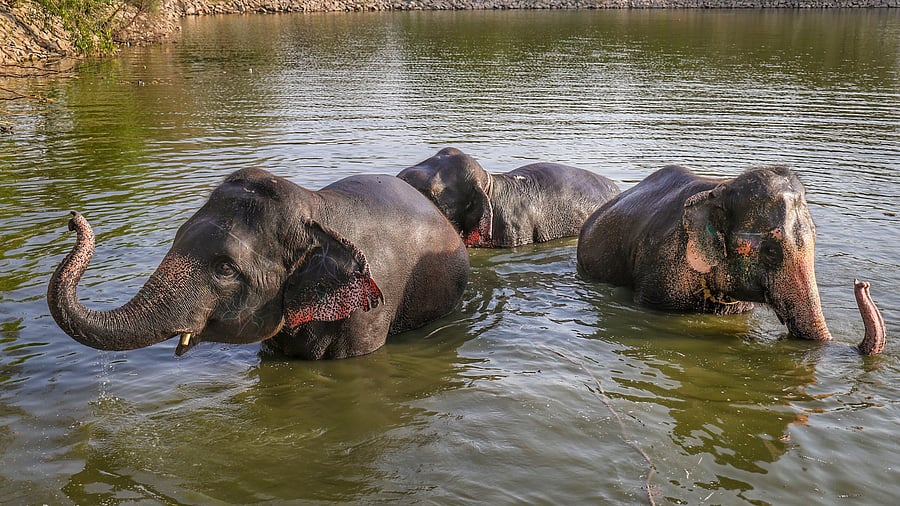 <div class="paragraphs"><p>Representative Image: Elephants cool themselves off to get relief from the scorching heat.</p></div>