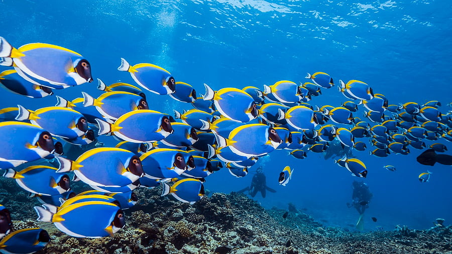 <div class="paragraphs"><p>Image showing marine life. For representational purposes.</p></div>