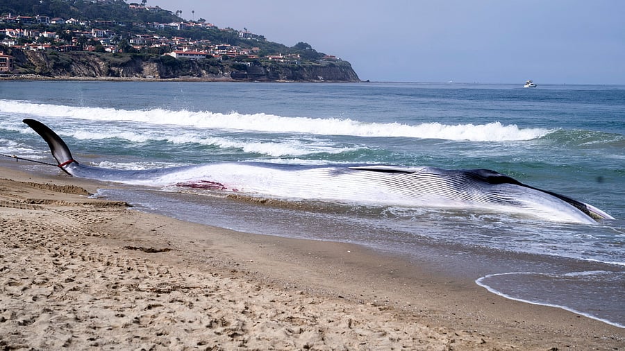 <div class="paragraphs"><p>Representational Image: A dead whale washed ashore.</p></div>
