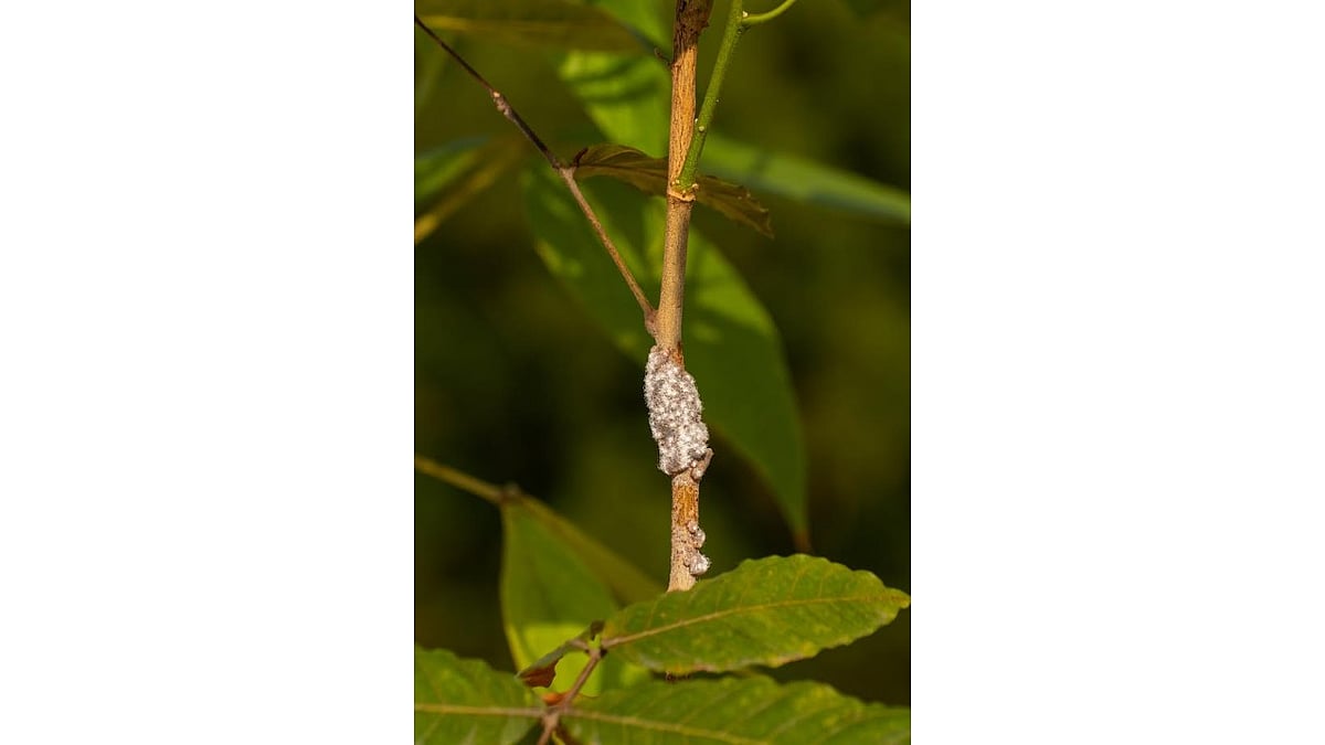 IISc Study Reveals Fungal Source Behind Lac Insect’s Red Pigment
