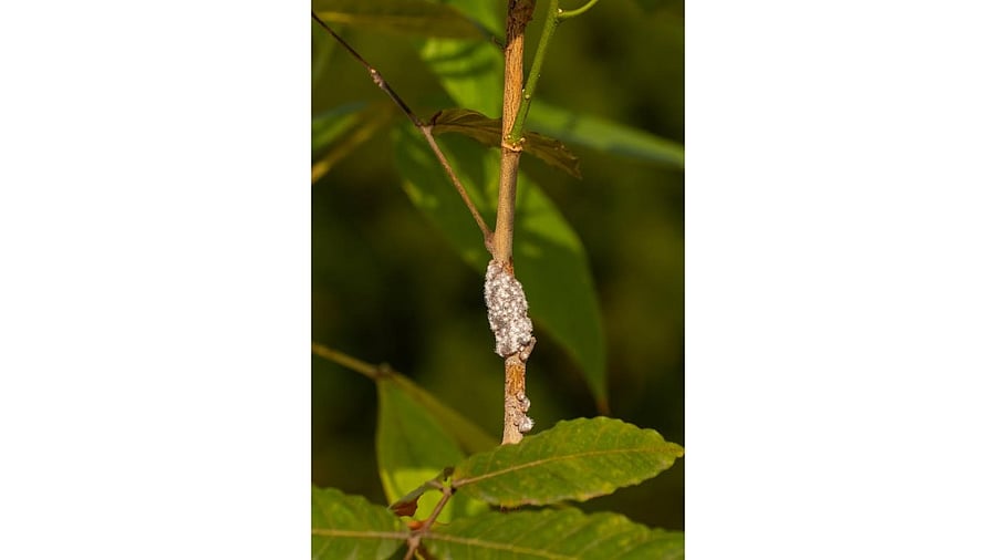 <div class="paragraphs"><p>Lac insects surrounded by their resin are seen attached to their host plant.</p></div>
