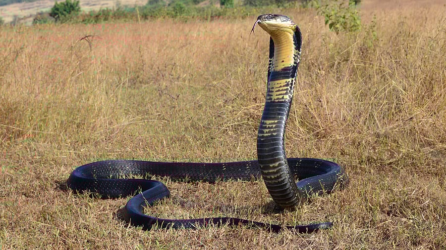 <div class="paragraphs"><p>A King Cobra. Image for representation.</p></div>