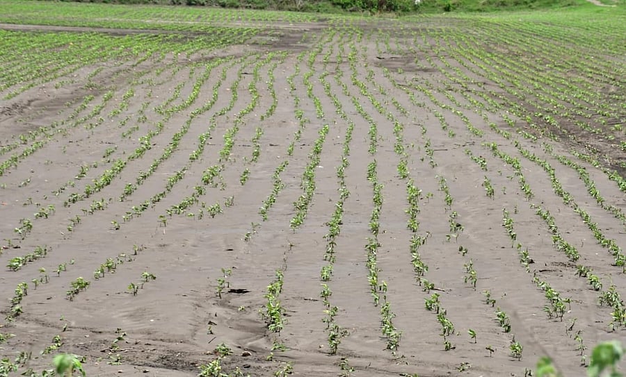 <div class="paragraphs"><p>A field in Navalgund taluk of Dharwad district submerged due to heavy rains.</p></div>