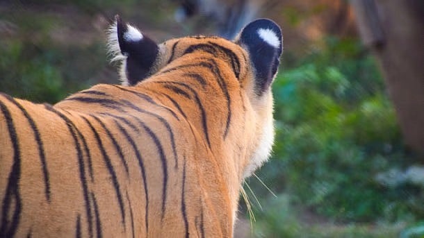 <div class="paragraphs"><p>Representative image of a tiger</p></div>