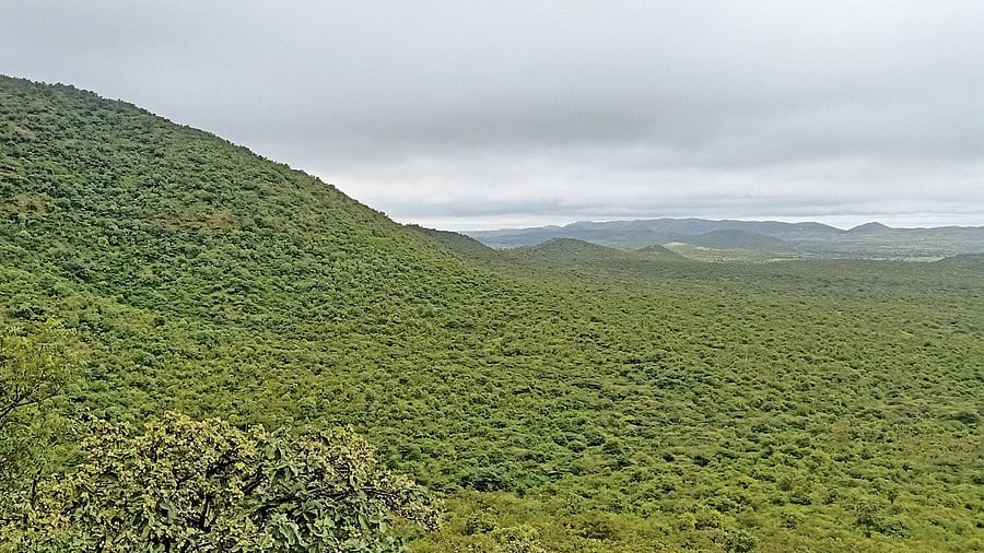 <div class="paragraphs"><p>Often referred to as the ‘Western Ghats of North Karnataka’, the Kappatagudda reserve forests host a unique ecosystem that includes over 500 species of rare medicinal plants and diverse fauna, such as leopards, striped hyenas, grey wolves, four-horned antelopes, blackbucks, and bar-headed geese. </p></div>