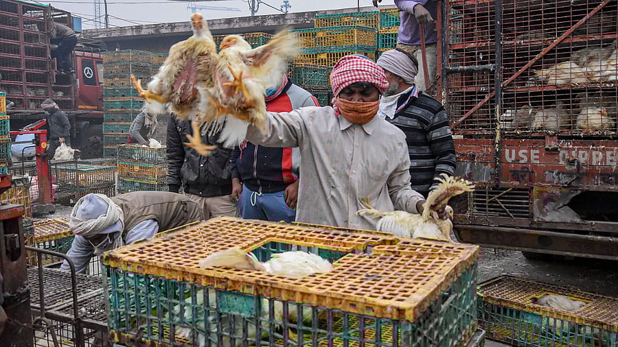 <div class="paragraphs"><p>47% of global animal disease outbreaks between 2005 and 2023 were zoonotic. In pic, a poultry market is allowed to open after all samples for bird flu tested negative. </p></div>