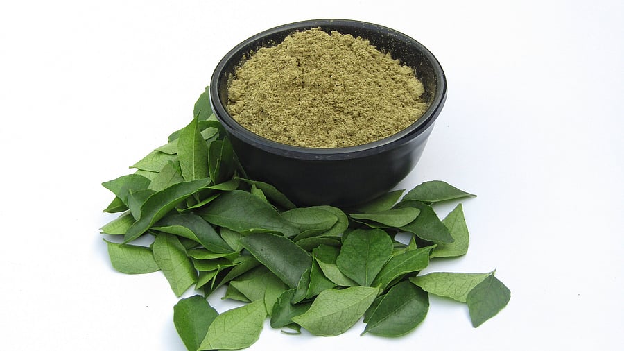 Curry leaves powder