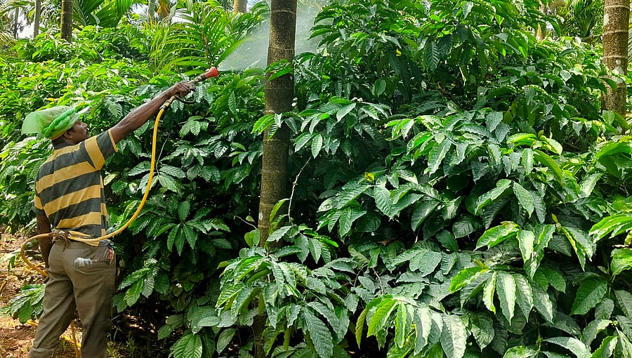 <div class="paragraphs"><p>Bordeaux mixture is being sprayed to check ‘koleroga’, a disease in Robusta coffee in Kalasa.</p></div>