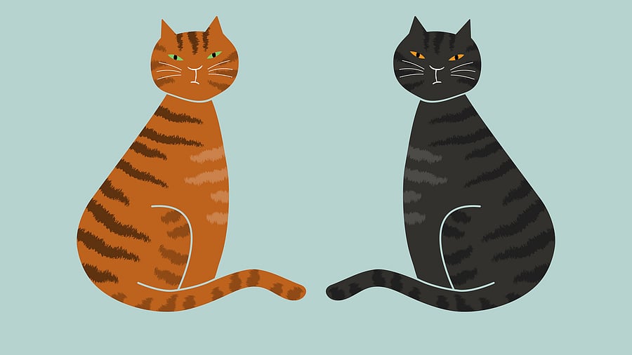 <div class="paragraphs"><p>Representative image showing two cats</p></div>