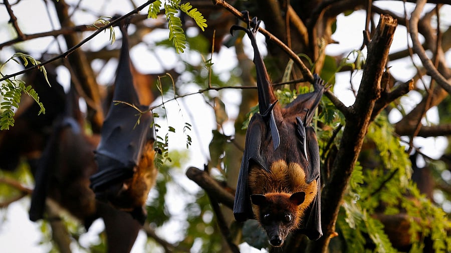 <div class="paragraphs"><p>Fruit bats seen in this photo</p></div>