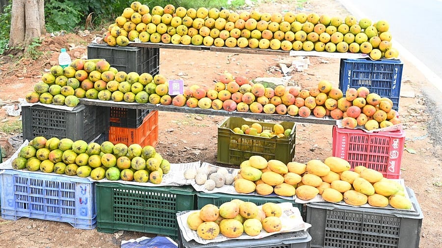 <div class="paragraphs"><p>Mango is one of Karnataka’s major horticultural crops cultivated on approximately 1.39 lakh hectares. </p></div>