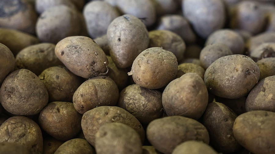 <div class="paragraphs"><p>Image showing potatoes. For representational purposes.</p></div>