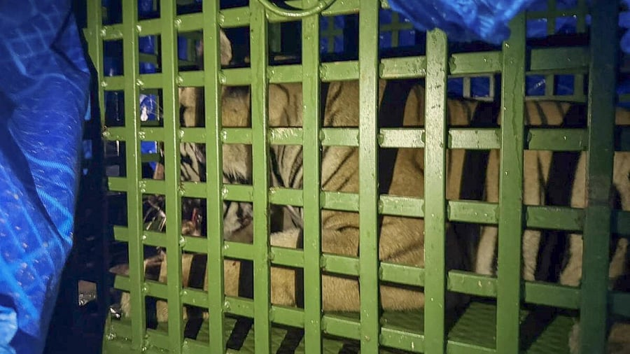 <div class="paragraphs"><p>An adult Royal Bengal Tiger after being rescued by forest officials from Mardu village, close to the inter-state border with West Bengal, in Ranchi district, Jharkhand.</p></div>