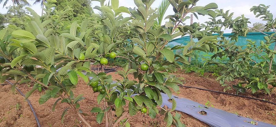 <div class="paragraphs"><p>Areas traditionally known for dry conditions, such as Tumakuru’s Pavagada, Madhugiri, and Sira taluks, are seeing an annual increase in guava cultivation.</p></div>
