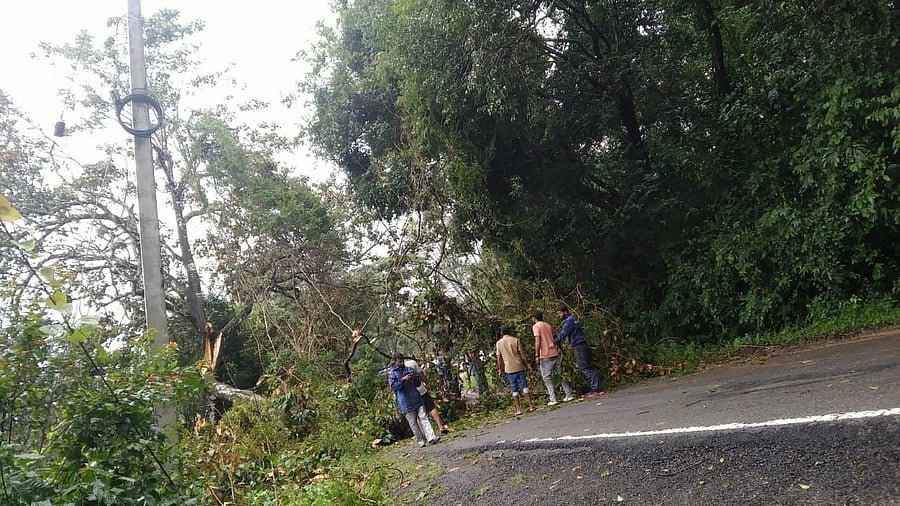 <div class="paragraphs"><p>A tree fell on road and disrupted movement of vehicles between Shettigeri and Hysodlur in Kodagu district. </p></div>