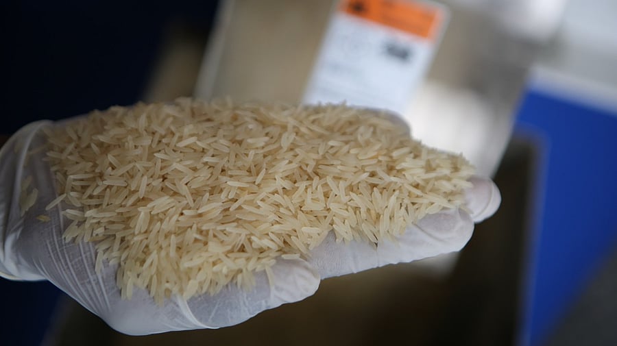 <div class="paragraphs"><p>Image showing a gloved hand holding rice. For representational purposes.</p></div>