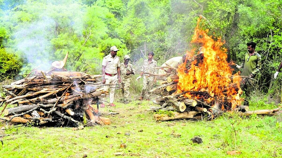 <div class="paragraphs"><p>The carcass of the tigers cremated as per NTCA norms. </p></div>