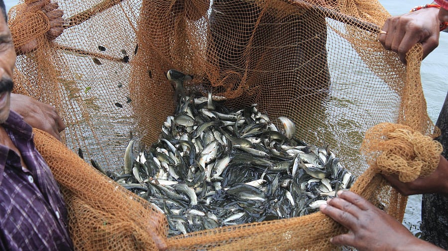 <div class="paragraphs"><p>Representative image for&nbsp;fish farming</p></div>