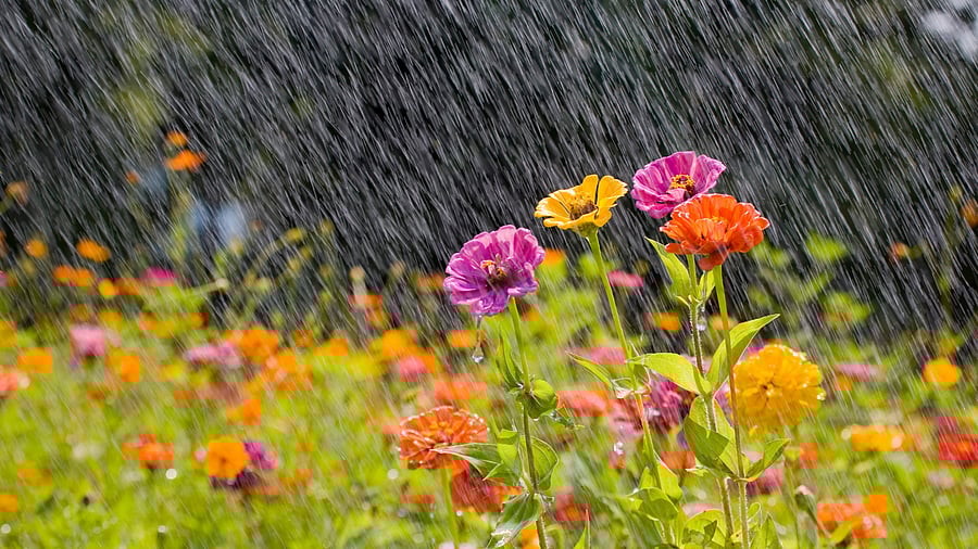 Summer rain on colourful flowers.
