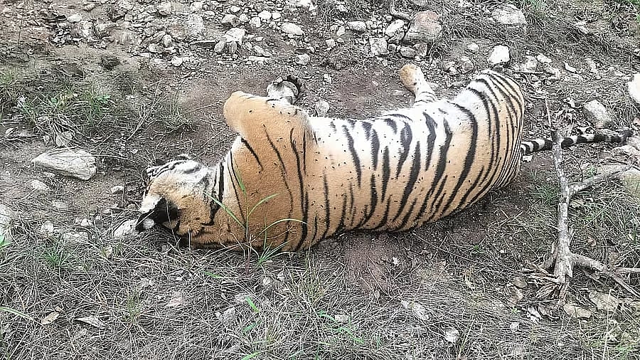 <div class="paragraphs"><p>An image of the deceased tiger in MM Hills sanctuary. </p></div>
