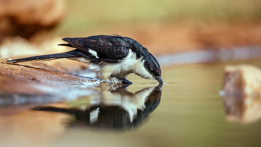 Pied cuckoo drinking from a waterhole.