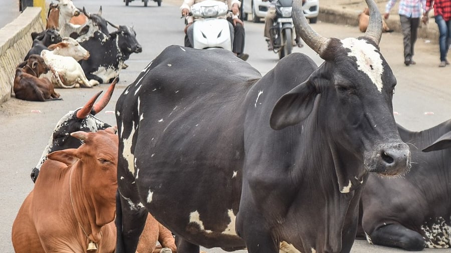 Although the BJP leaders refuse to concede that the stray cattle population has risen sharply in the state, an official report says that there were more than 11.8 lakh stray cattle in the state in 2019. Credit: DH File Photo