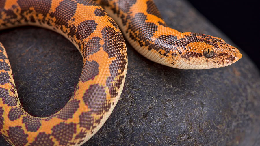 <div class="paragraphs"><p>A Kenyan sand boa. (Representative image)</p></div>