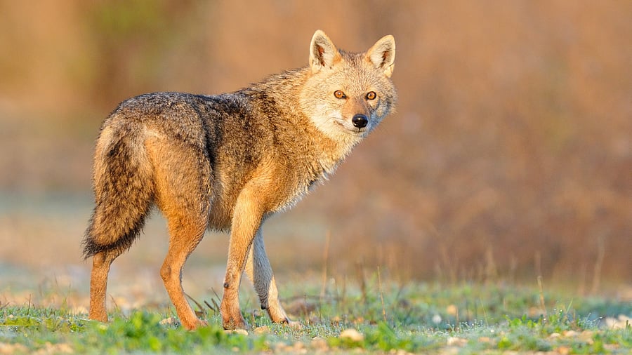 <div class="paragraphs"><p>Representative image of a golden jackal</p></div>