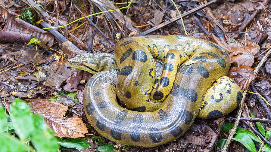 <div class="paragraphs"><p>Representative image showing a yellow anaconda</p></div>