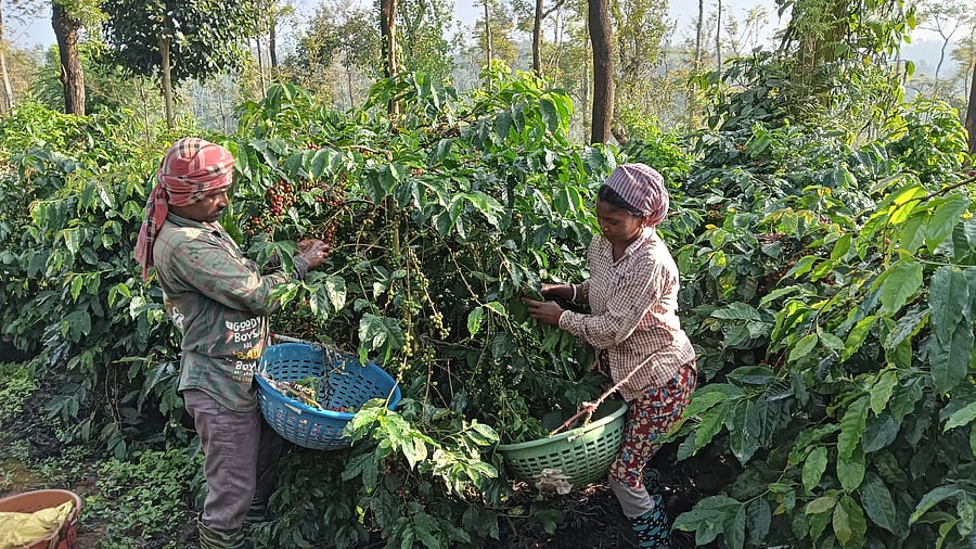 <div class="paragraphs"><p>Different banks have already issued auction of property notices to coffee growers in Chikkamagaluru and Kodagu districts.</p></div>