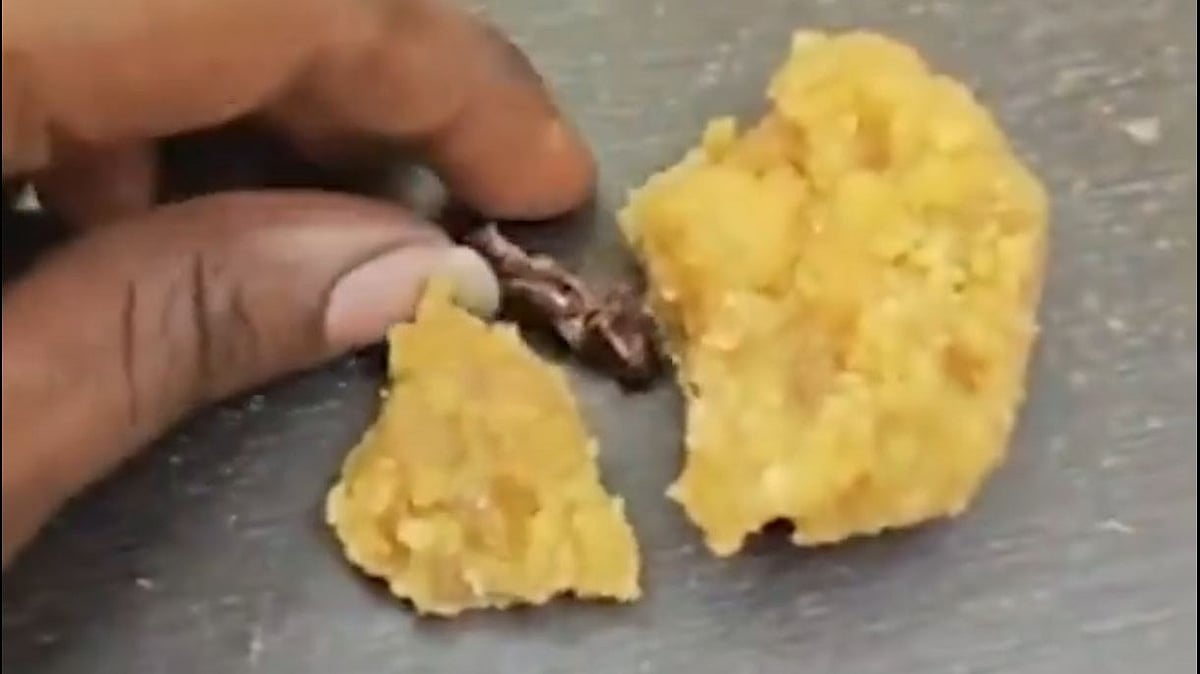Cockroach Allegation in Andhra Pradesh Temple 'Laddoo'; Official Denies ...