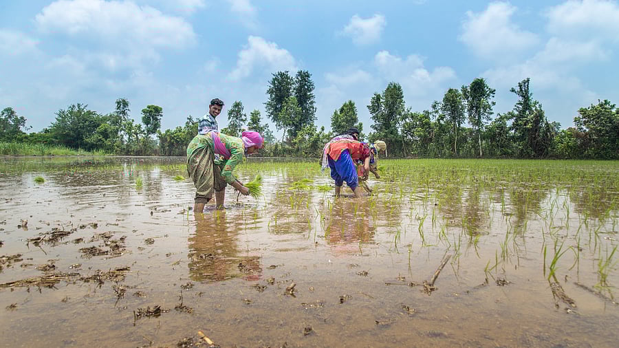 Migrants scamper back to sow as monsoon hits early