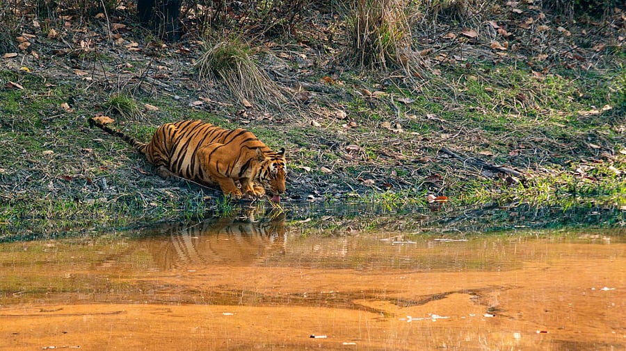 <div class="paragraphs"><p>The direction set a 10-day deadline for report submission containing all the details of the deaths involving the big cats.&nbsp;</p></div>