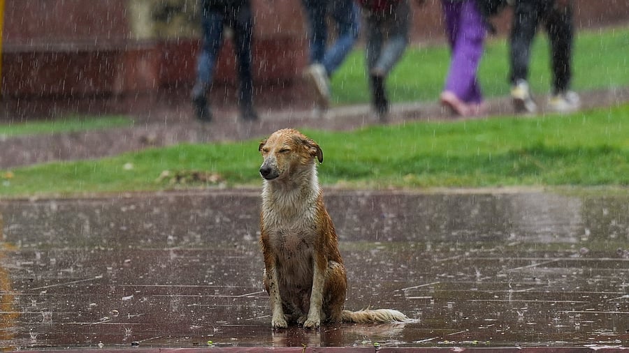 <div class="paragraphs"><p>A dog sits at a pavement during rain, in New Delhi.</p></div>