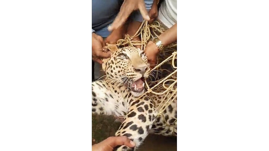 <div class="paragraphs"><p>The villagers of Kerehalli have caught the leopard, which allegedly mauled Ramakrishnappa, a farmer.</p></div>