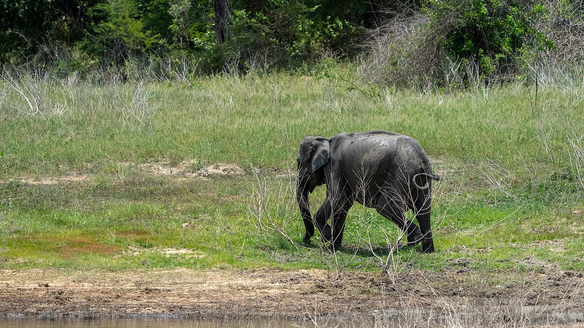 Elephant Calf Dies Due to Fatigue in Karnataka's Belur